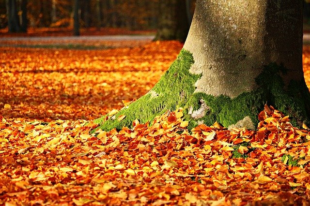 Herfst - waar dienen afgevallen bladeren voor